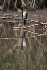 Long-tailed Cormorant
